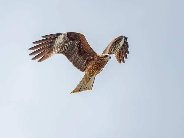 Black Eared Kite Flying Sky — Stock Photo, Image