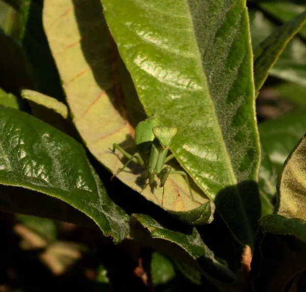 Zbliżenie Egzotycznego Konika Polnego Zakamuflowanego Liściach — Zdjęcie stockowe