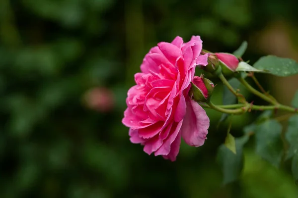 Eine Nahaufnahme Einer Rosa Gartenrose Sonnenlicht Mit Verschwommenem Hintergrund — Stockfoto