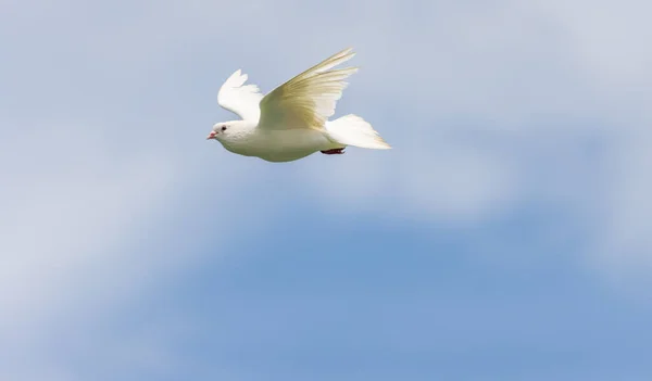 Pássaro Voando Céu Azul — Fotografia de Stock