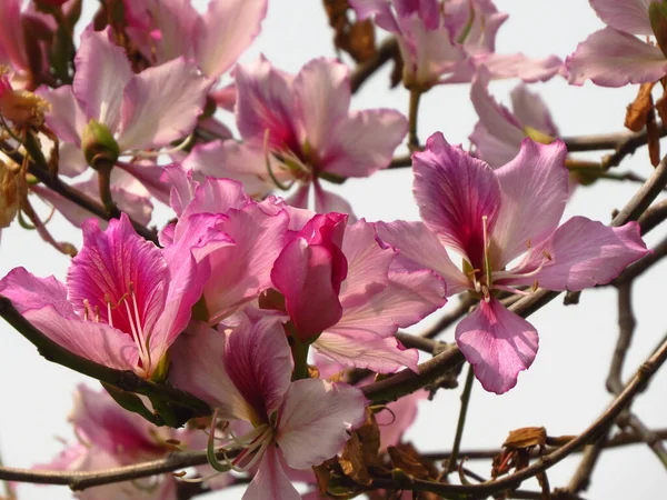 Belas Flores Cor Rosa Bauhinia Sol — Fotografia de Stock