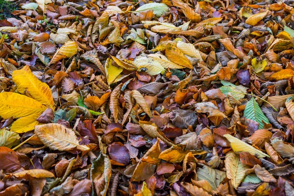 Una Bella Foto Foglie Cadute Terra Autunno — Foto Stock