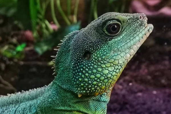 A closeup of a beautiful green Chinese water dragon with small scales covering its entire body