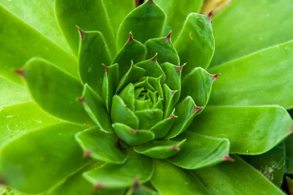 Macro Scatto Una Succulenta — Foto Stock