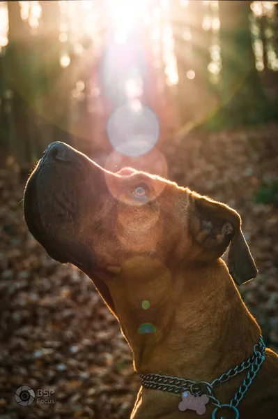 Selektywne Zbliżenie Brązowego Boerboela Czarnym Pyskiem Spoglądającym Górę Pod Słońcem — Zdjęcie stockowe