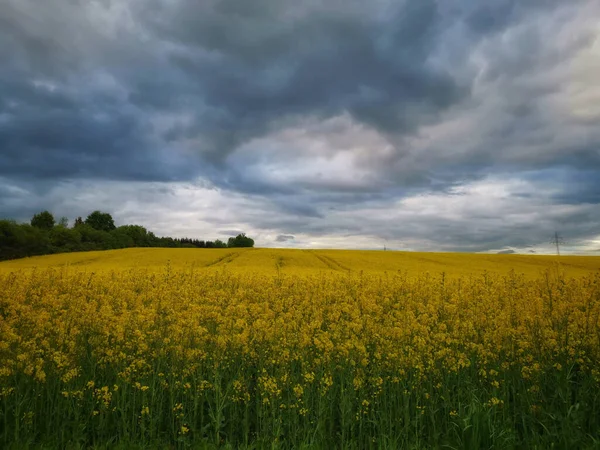 Hög Vinkel Skott Platt Fält Med Gula Rapsfrön Blommor Molnig — Stockfoto