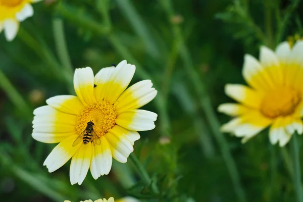 Fly Blooming Garland Chrysanthemum Flowers Garden — Stock Photo, Image