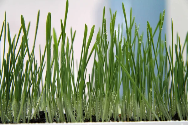 Closeup Shot Green Grass Growing Reach Soil Small White Plate — Stock Photo, Image