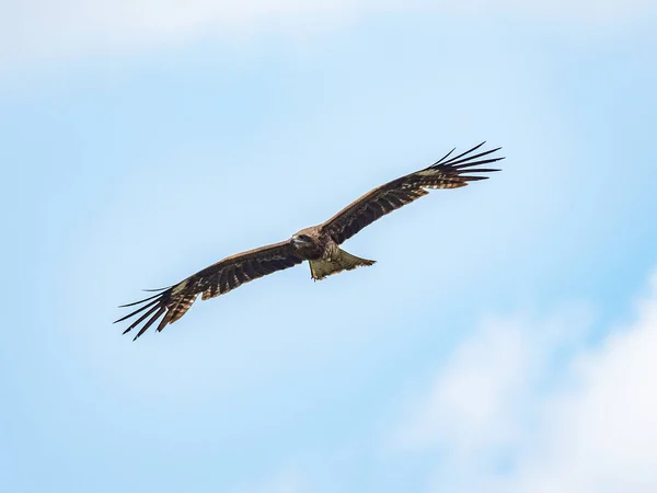 Een Vlieger Met Zwarte Oren Die Lucht Vliegt — Stockfoto