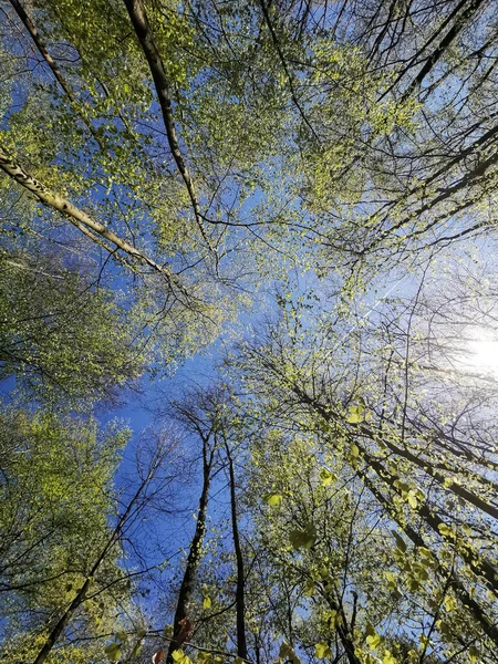 Bajo Ángulo Tiro Árboles Altos Con Hojas Verdes Cielo Azul — Foto de Stock