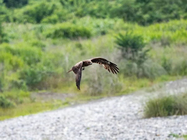 Una Cometa Orejas Negras Volando Sobre Campo Verde —  Fotos de Stock