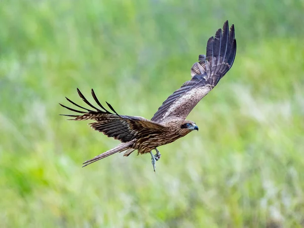 Ein Schwarzohrdrachen Fliegt Über Ein Grünes Feld — Stockfoto