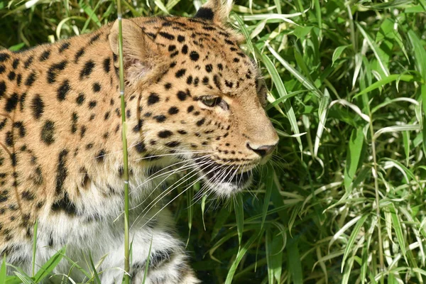 Портрет Редкого Амурского Леопарда Лионского Зоопарка Франции Свободе Около Особей — стоковое фото