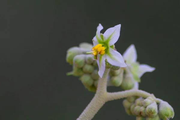 Eine Nahaufnahme Von Solanum Physalifolium Blüten — Stockfoto
