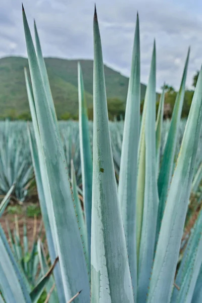 Plantación Agave Azul Campo Para Hacer Tequila Concepto Tequila Industria —  Fotos de Stock