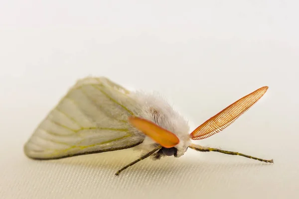 Close Shot Moth — Stock Photo, Image