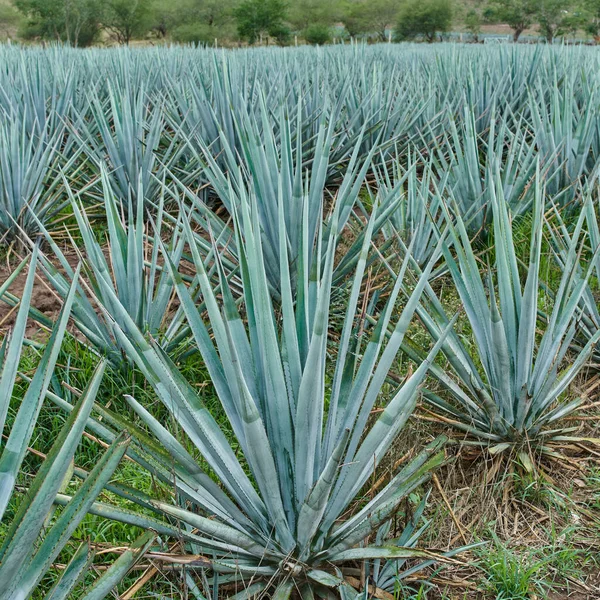 Plantación Agave Azul Campo Para Hacer Tequila Concepto Tequila Industria —  Fotos de Stock