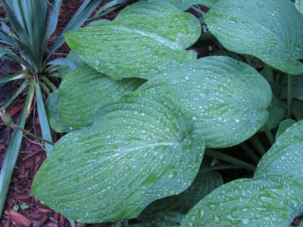 Selektivní Ostření Záběr Rosy Hosta Listy — Stock fotografie