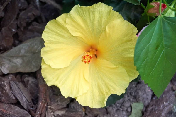 黄色のハイビスカスの花のクローズアップショット — ストック写真