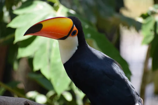 Toucan Géant Coloré Ramphastos Toco Dans Forêt Tropicale Oiseau Exotique — Photo