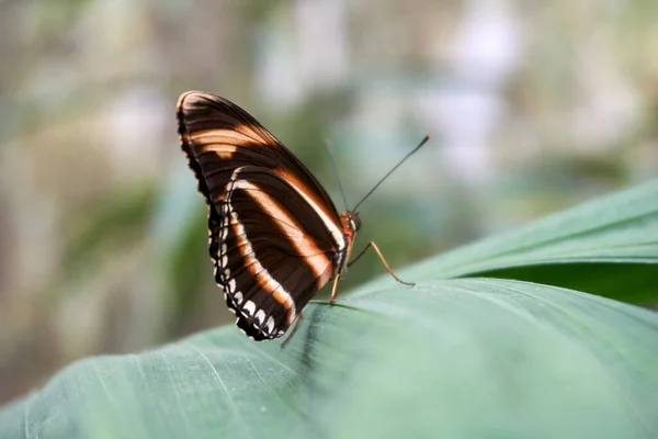 Метелик Метелик Зеленому Листі — стокове фото