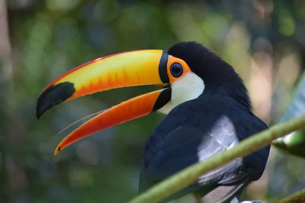 Toucan Géant Coloré Ramphastos Toco Dans Forêt Tropicale Oiseau Exotique — Photo