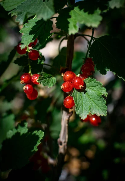 Vertikální Detailní Záběr Růst Rybízu — Stock fotografie