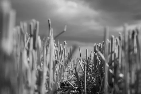 Close Stubble Field Black White Summer Storm — Stock Photo, Image