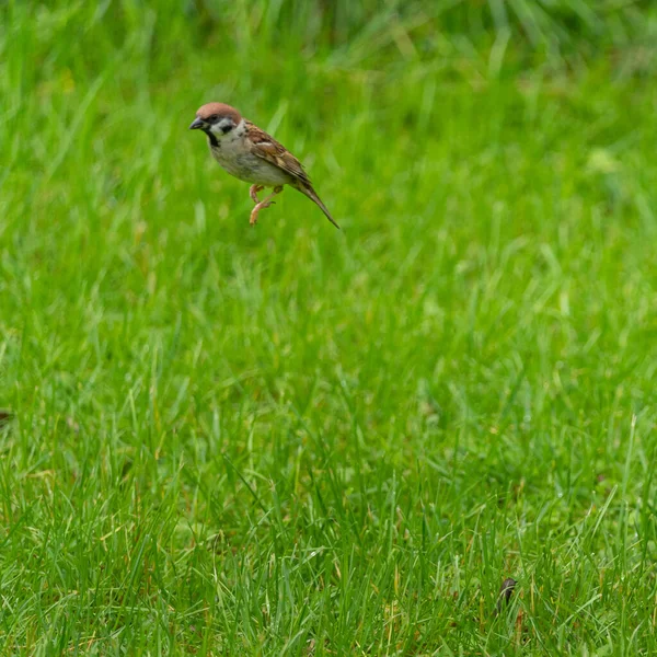 Closeup Shot Sparrow Hovering Air Lawn — Stock Photo, Image