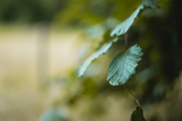 배경에 클로즈업 — 스톡 사진