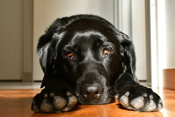 Perezoso Perro Labrador Negro Acostado Suelo Madera Con Sol Noche —  Fotos de Stock