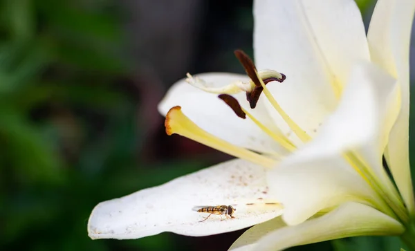 一只蜜蜂在白百合花瓣上的特写镜头 — 图库照片