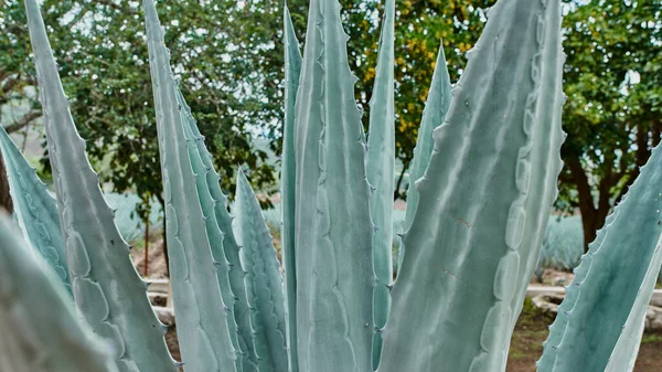 Plantation Agaves Bleues Sur Terrain Pour Faire Tequila Concept Tequila — Photo