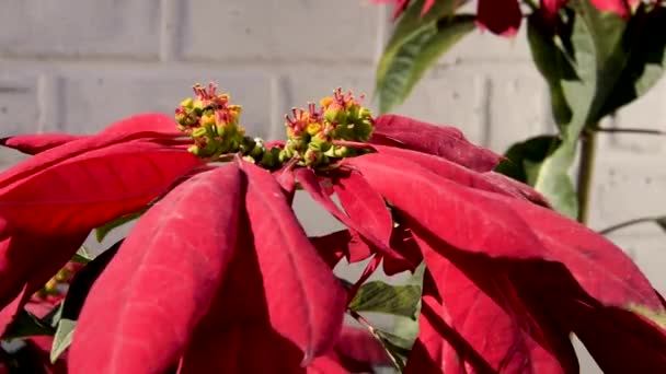 Red White Flowers Garden — Stock Video