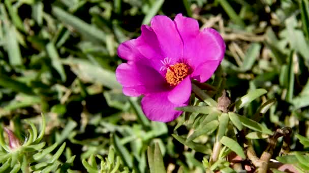 花园里美丽的花 — 图库视频影像