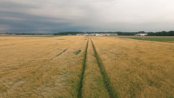 Lantligt Landskap Med Vetefält Och Blå Himmel — Stockvideo