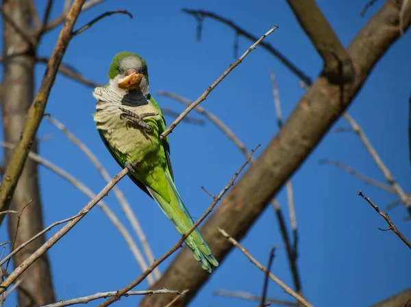 Monnik Parkiet Myiopsitta Monachus Quaker Papegaai Met Een Stuk Brood — Stockfoto