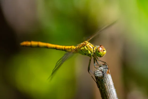 Primer Plano Una Libélula Verde Palo —  Fotos de Stock