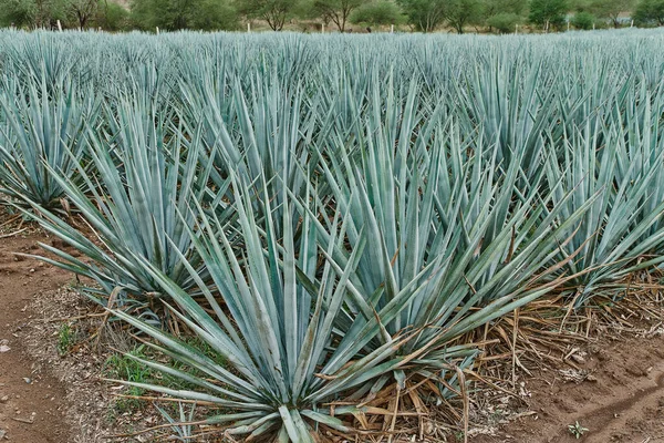 Plantación Agave Azul Campo Para Hacer Tequila Concepto Tequila Industria —  Fotos de Stock