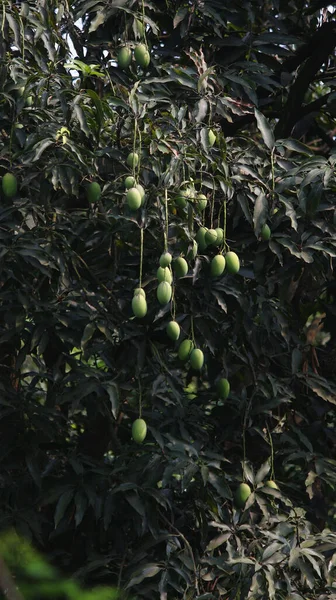 Colpo Verticale Albero Mango — Foto Stock