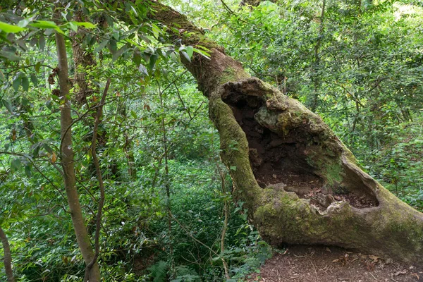 Ormanda Gövdesinde Delik Olan Yaşlı Bir Ağaç Galiçya Spanya — Stok fotoğraf