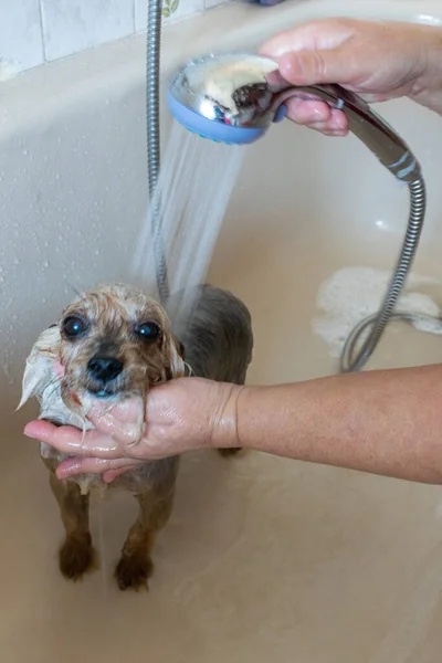 Kąpiel Wannie Yorkshire Terrier Pojęcie Zwierzęcia — Zdjęcie stockowe