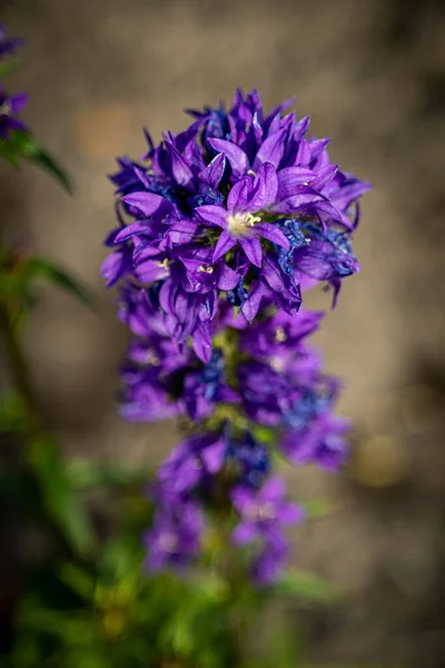 Plano Vertical Una Flor Púrpura — Foto de Stock