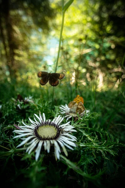 Plan Vertical Papillon Sur Fleur — Photo