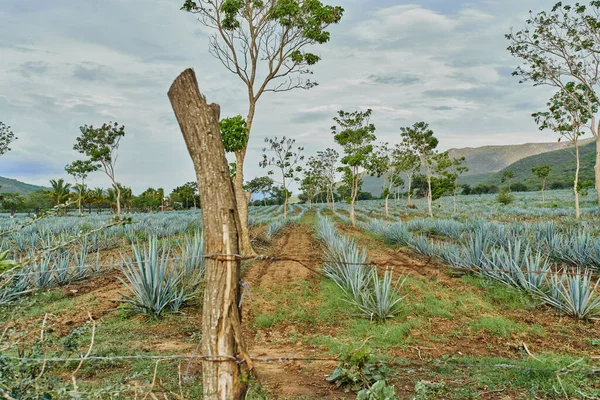Modrá Agave Plantáž Terénu Aby Tequila Koncept Tequila Průmyslu — Stock fotografie