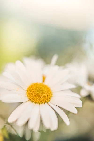 Blooming Chamomile Flower Garden — Stock Photo, Image