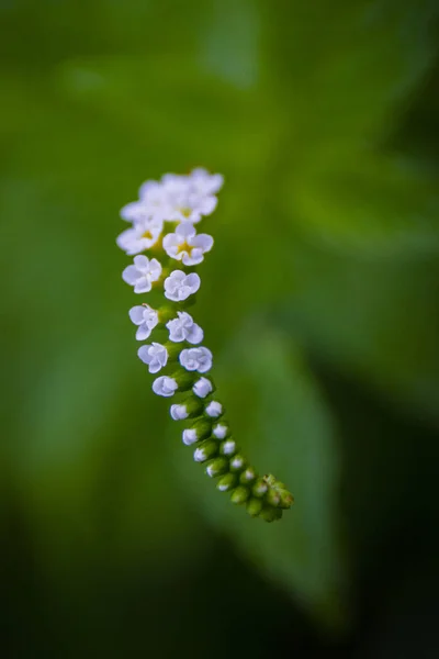 Ένα Κοντινό Πλάνο Λευκά Μικρά Λουλούδια Θολή Φόντο — Φωτογραφία Αρχείου