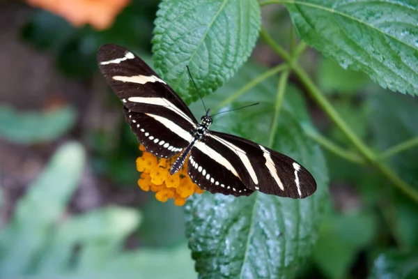 Uma Borboleta Traça Uma Flor Amarela — Fotografia de Stock