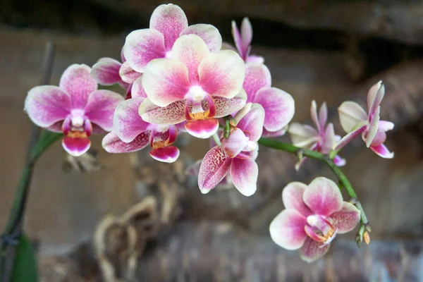 Zbliżenie Ujęcie Pięknych Orchidei Kwiaty — Zdjęcie stockowe