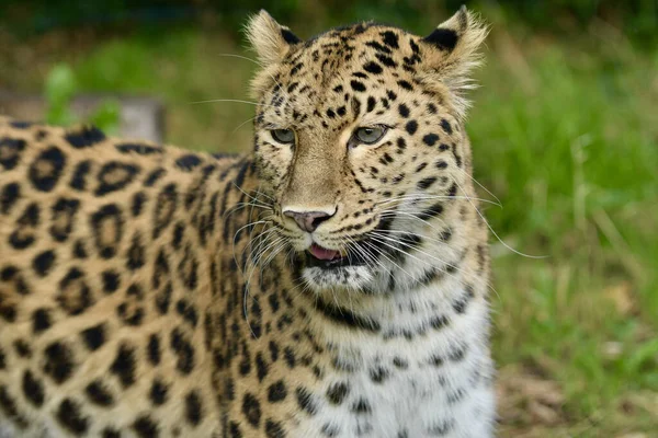 Портрет Редкого Амурского Леопарда Лионского Зоопарка Франции Свободе Около Особей — стоковое фото
